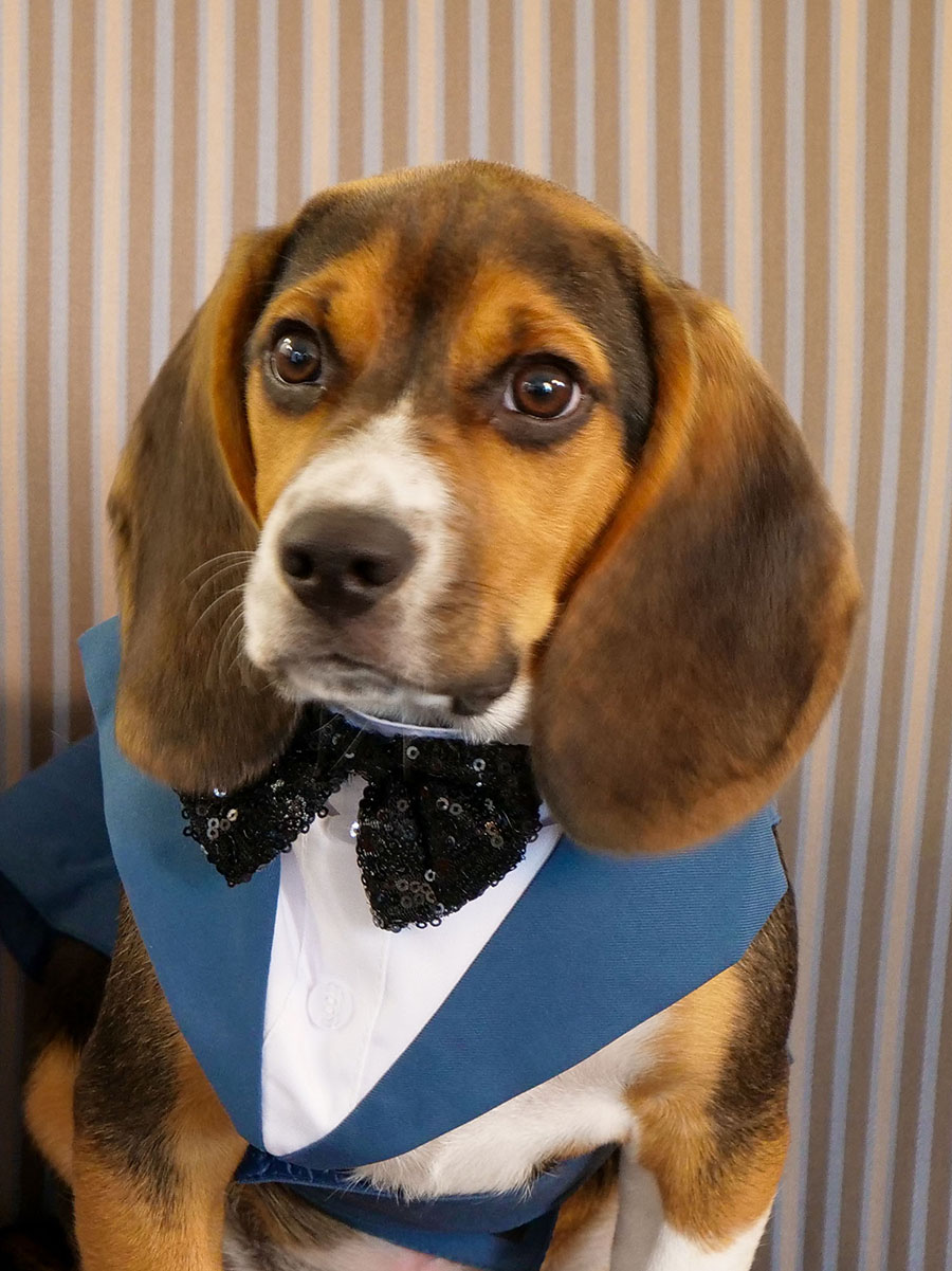 Buddy, Legal Beagle at Mueller | Callis | Raymond, LLC